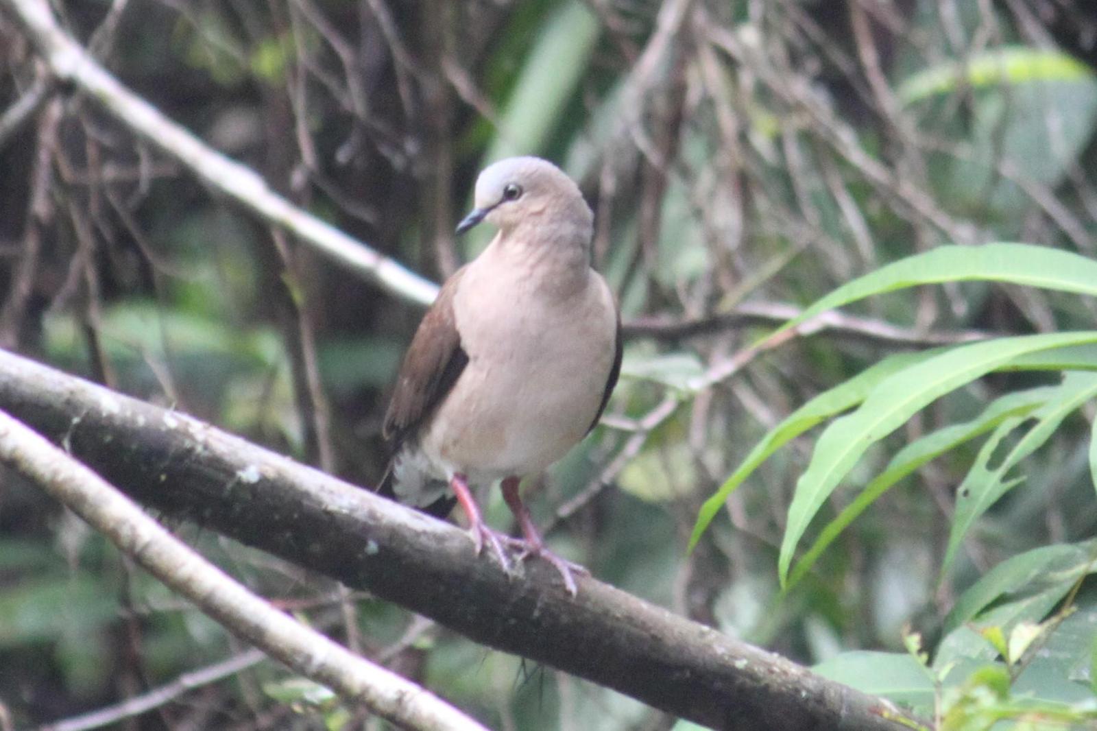 Gray-fronted Dove Photo by David Larsen