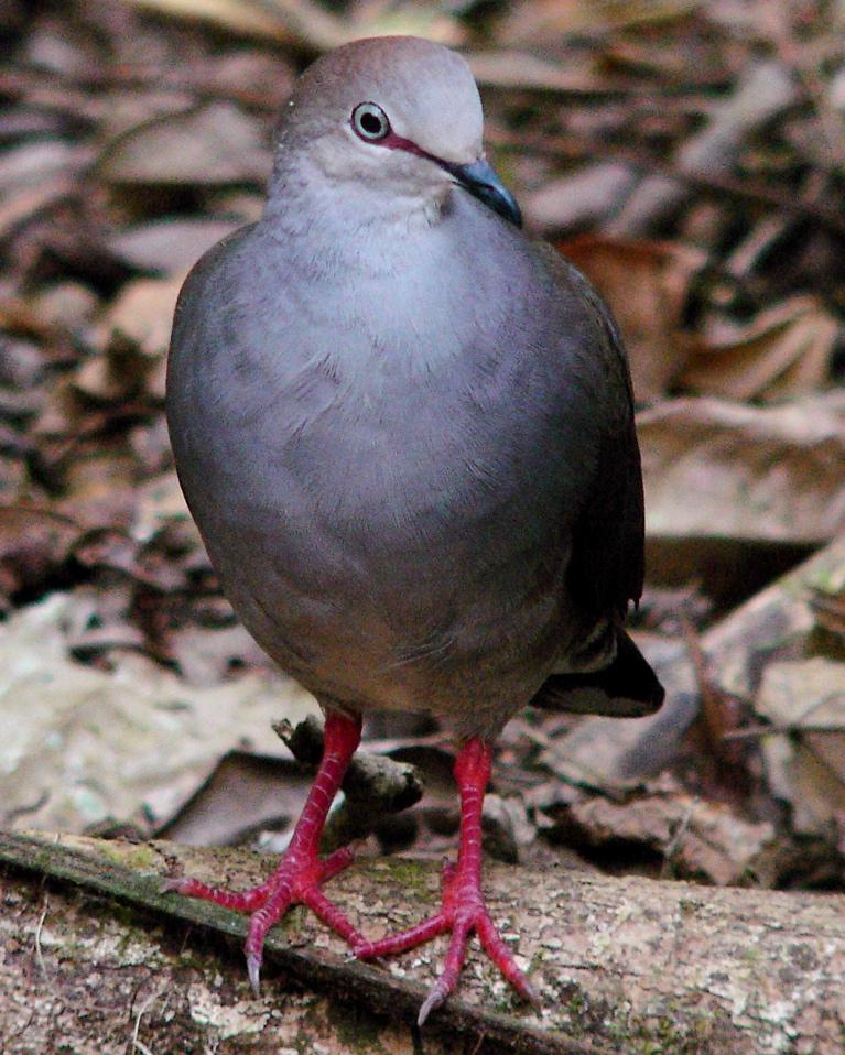 Gray-chested Dove Photo by Russ Kumai