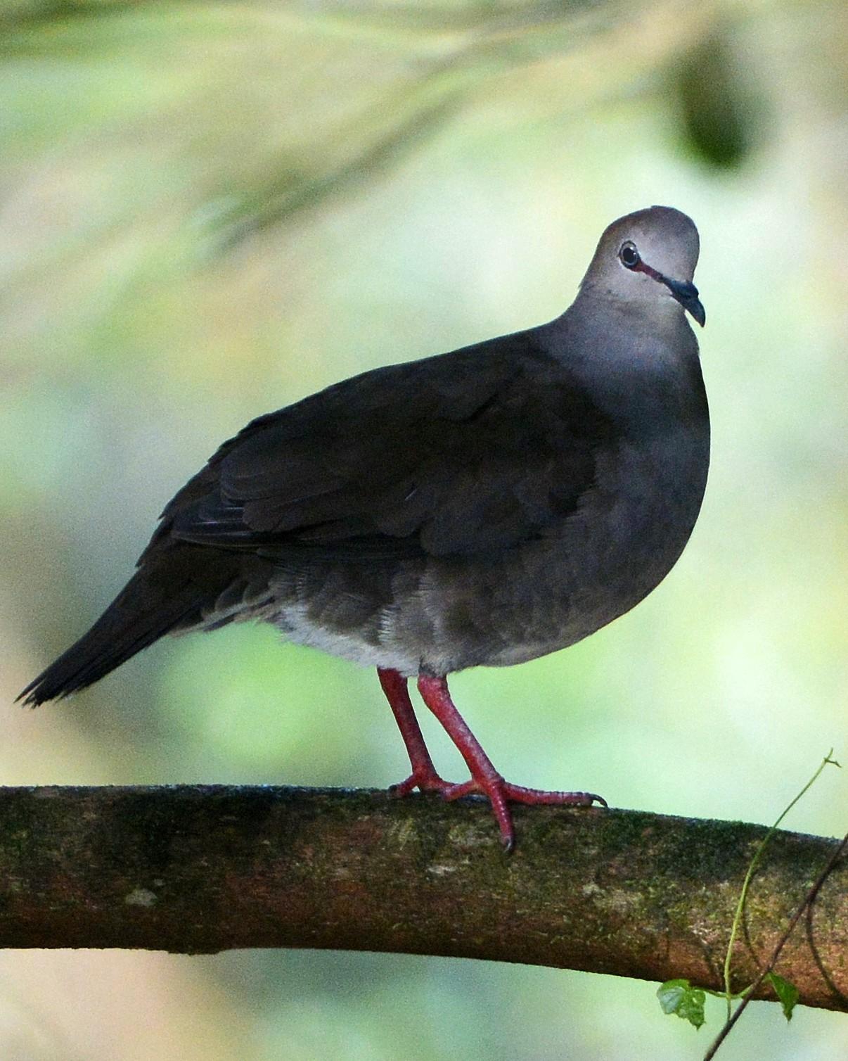 Gray-chested Dove Photo by David Hollie