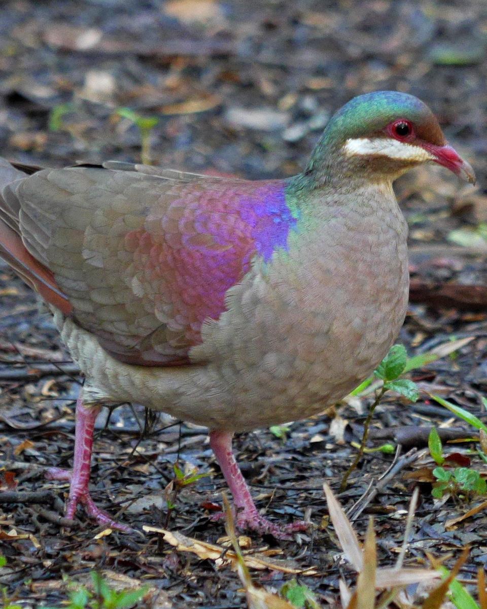 Key West Quail-Dove Photo by Ollie Oliver