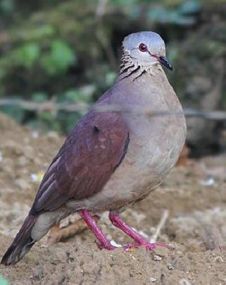 White-faced Quail-Dove Photo by Amy McAndrews