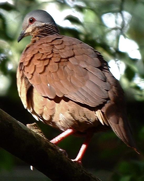 Chiriqui Quail-Dove Photo by Russ Kumai