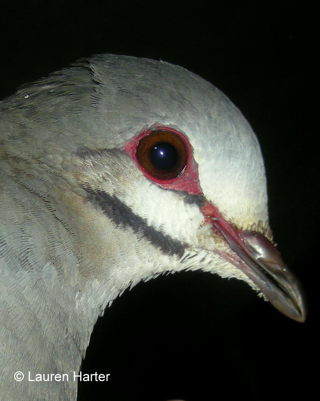 Purplish-backed Quail-Dove Photo by Lauren Harter
