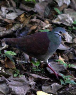 Buff-fronted Quail-Dove Photo by Michael L. P. Retter