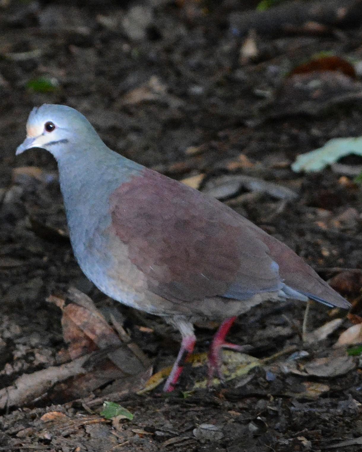 Buff-fronted Quail-Dove Photo by David Hollie