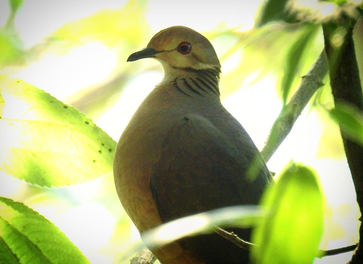 Lined Quail-Dove Photo by Julio Delgado
