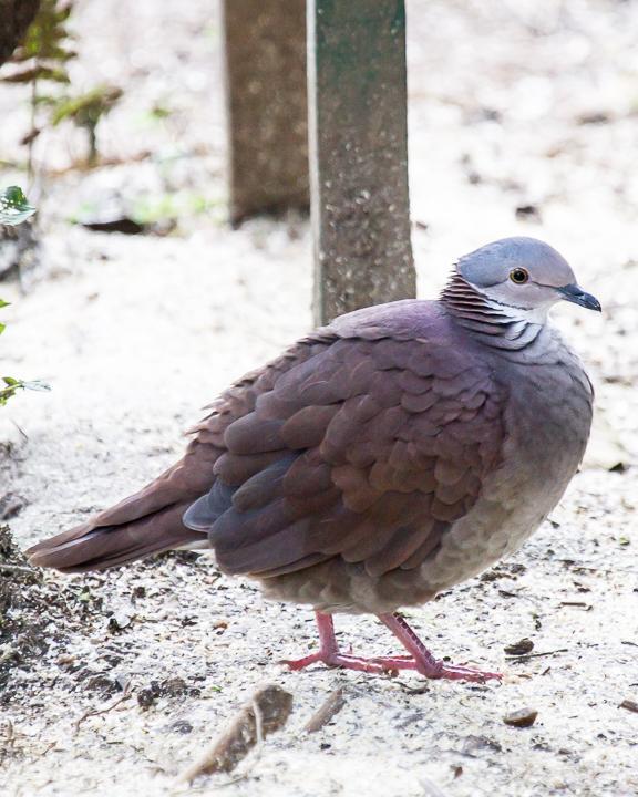 White-throated Quail-Dove Photo by Robert Lewis