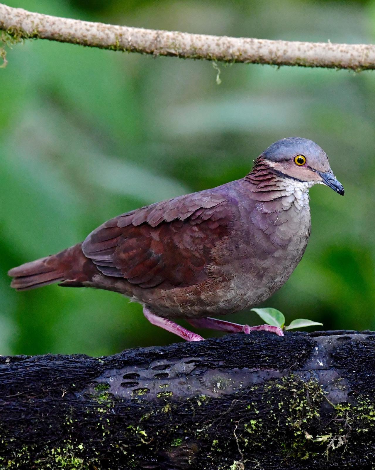 White-throated Quail-Dove Photo by Gerald Friesen
