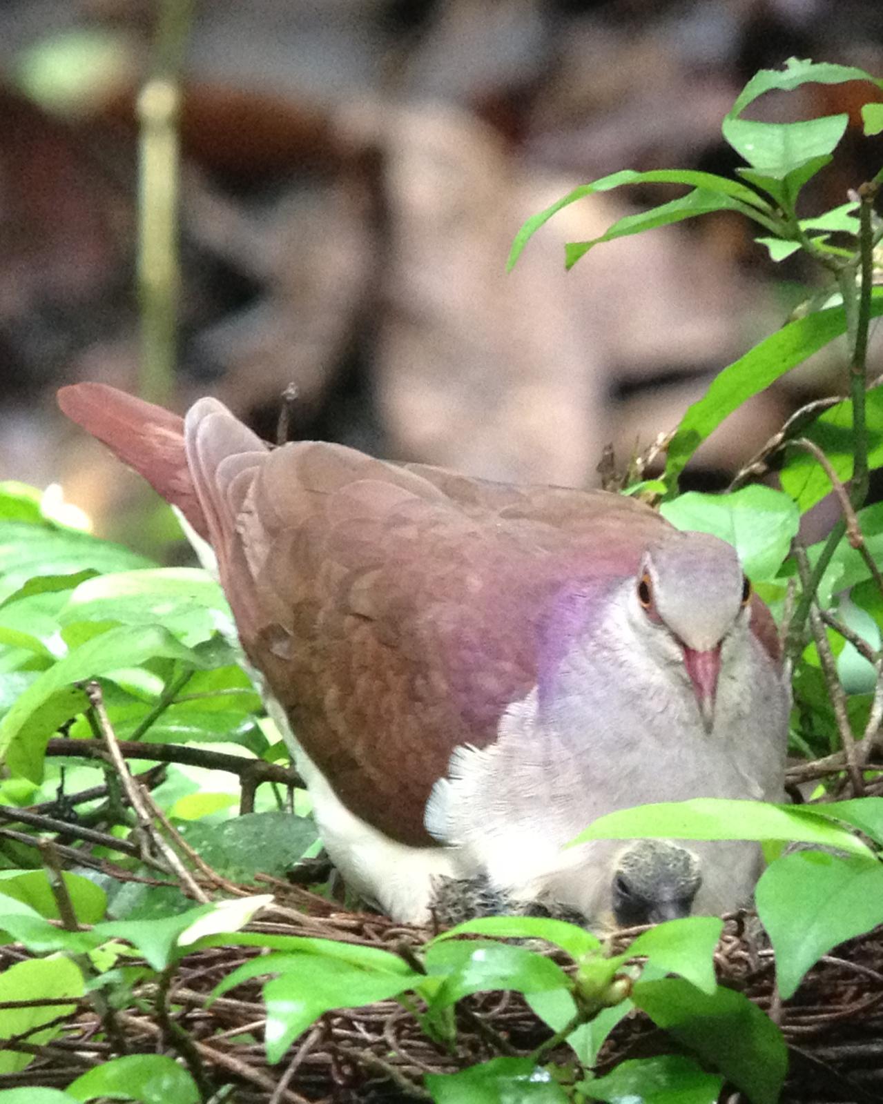 Violaceous Quail-Dove Photo by David Bell