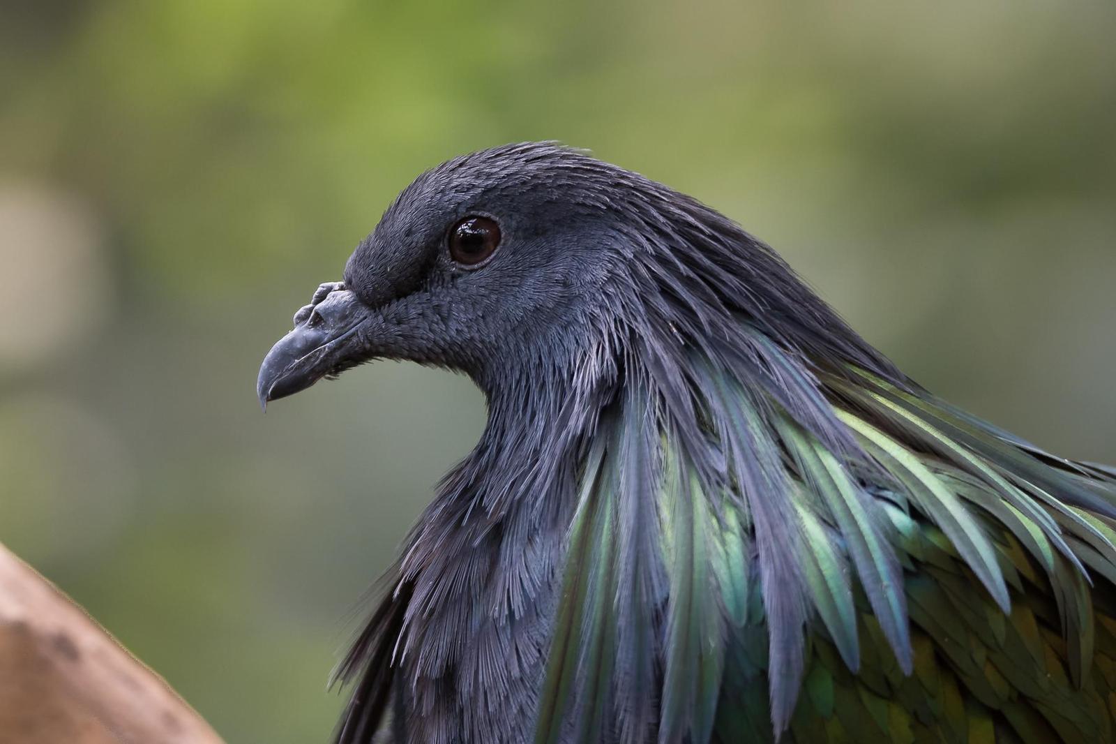 Nicobar Pigeon Photo by Gerald Hoekstra