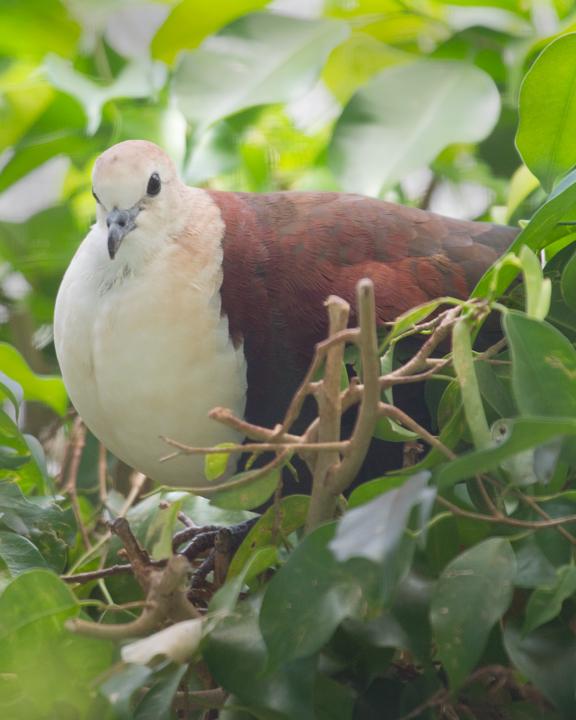 White-throated Ground Dove Photo by Mat Gilfedder