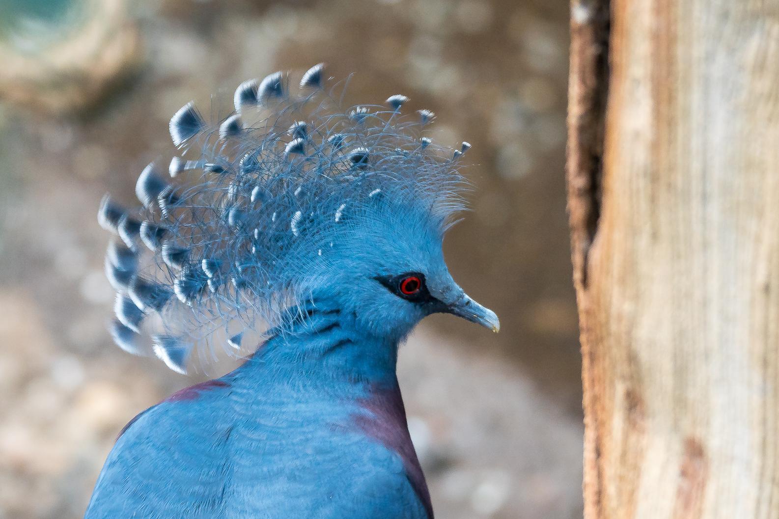 Victoria Crowned-Pigeon Photo by Gerald Hoekstra