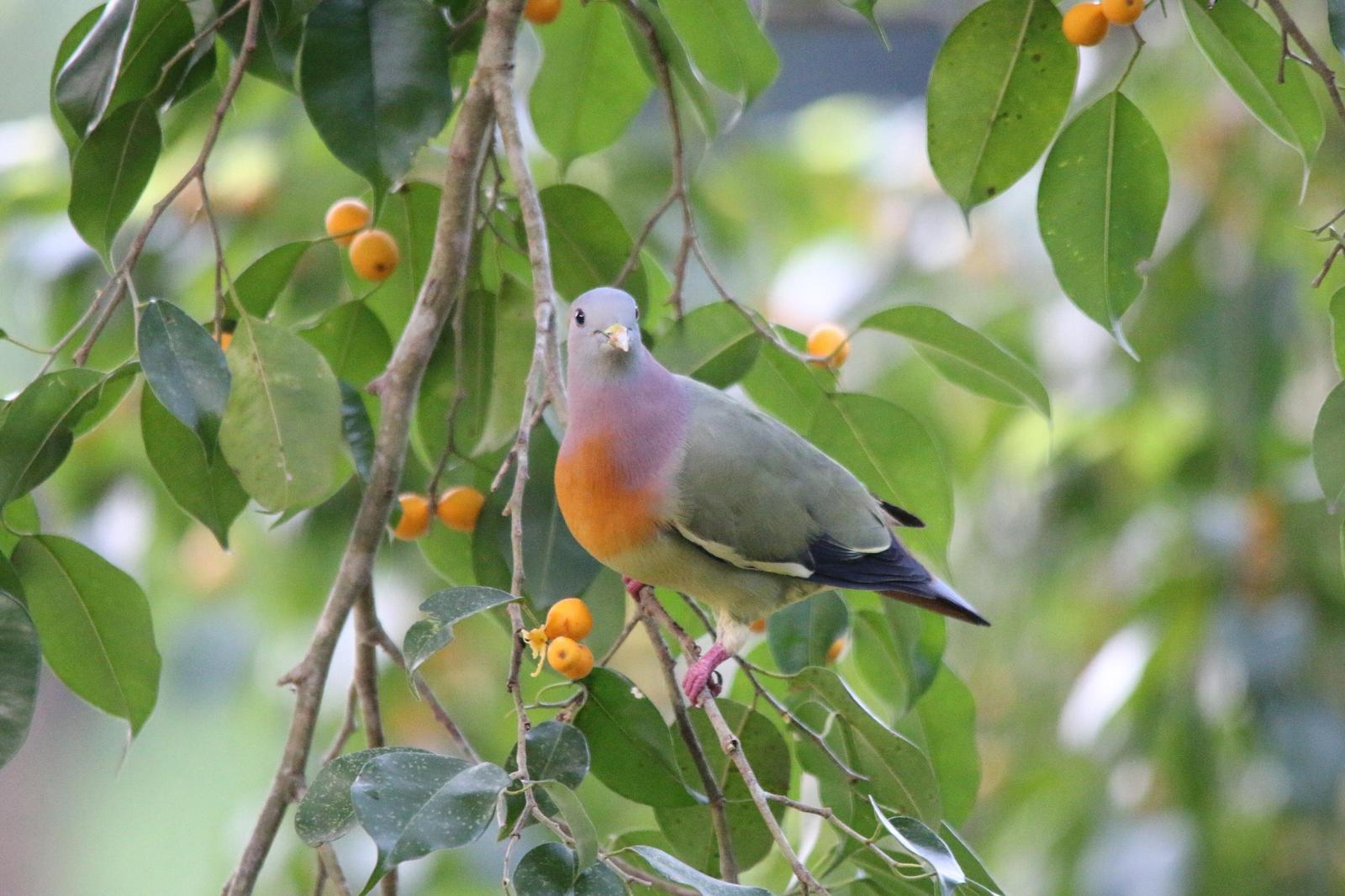 Pink-necked Green-Pigeon Photo by Nick Baldwin
