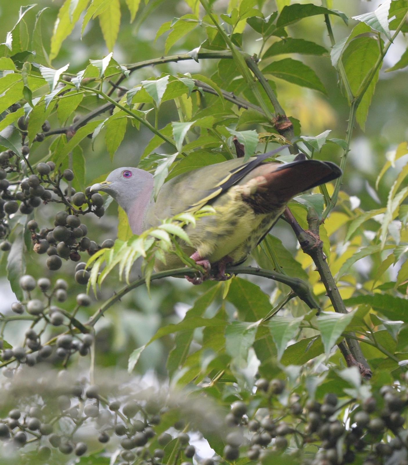 Pink-necked Green-Pigeon Photo by marcel finlay