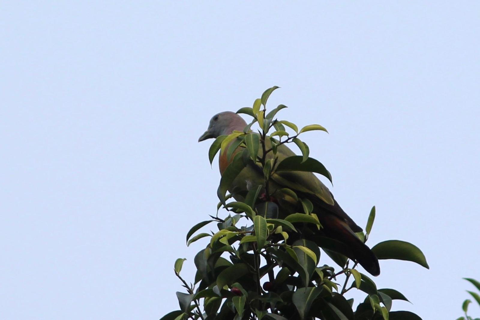 Pink-necked Green-Pigeon Photo by Oscar Johnson