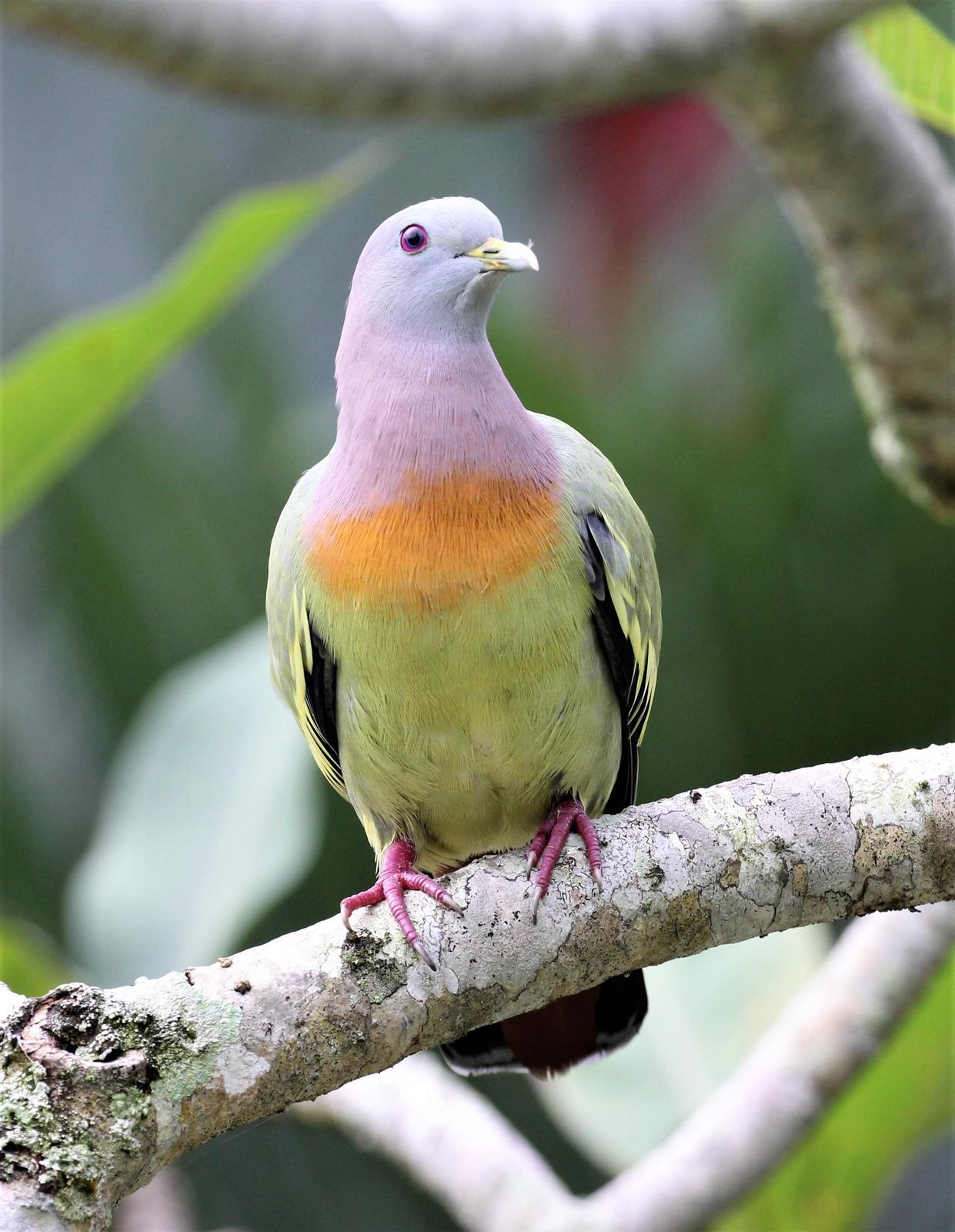 Pink-necked Green-Pigeon Photo by Steven Cheong