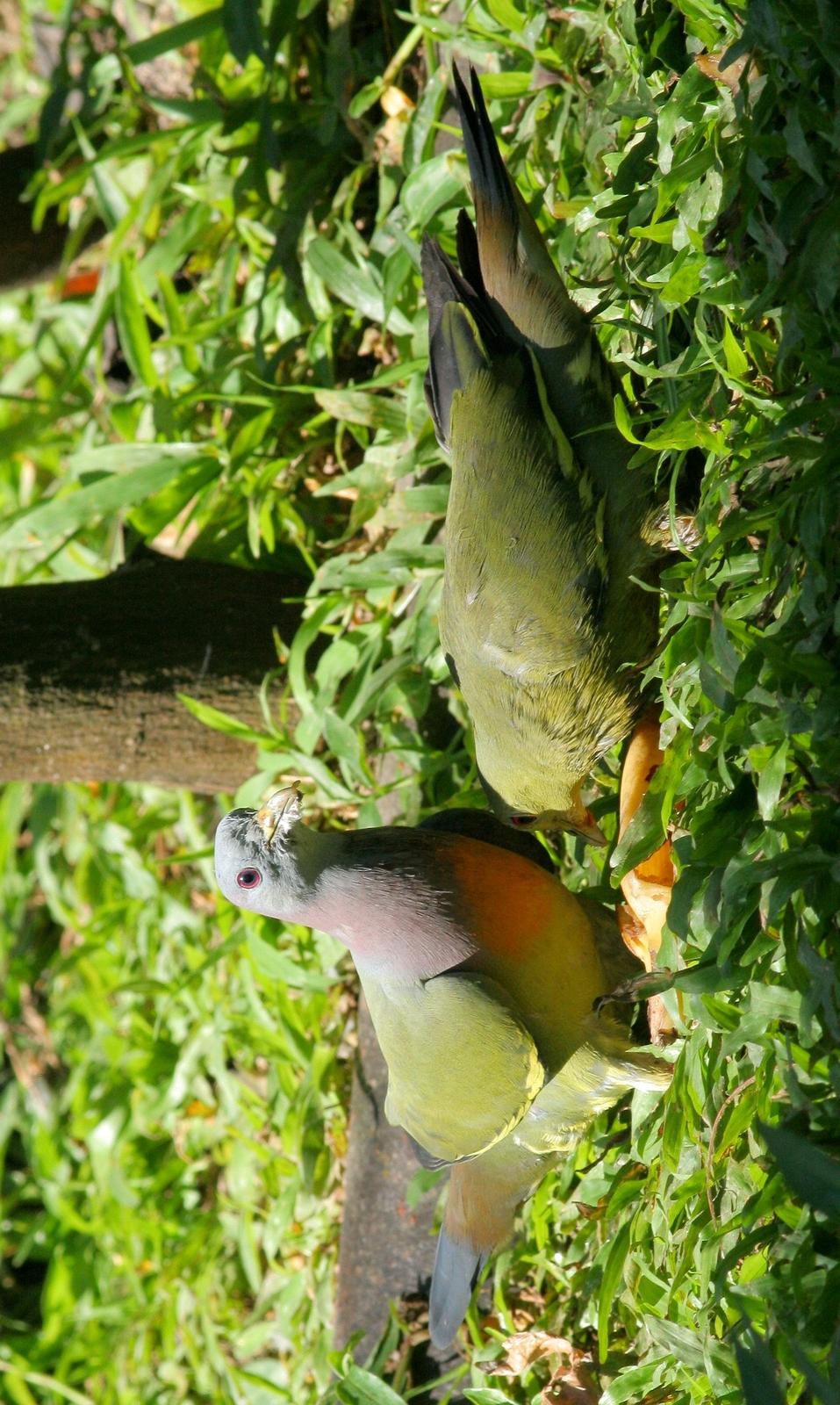 Pink-necked Green-Pigeon Photo by Lee Harding