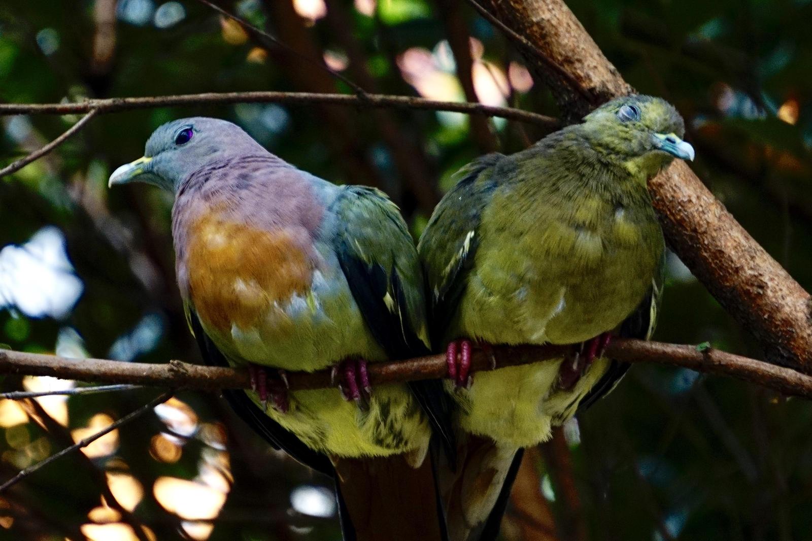 Pink-necked Green-Pigeon Photo by Joseph Lim
