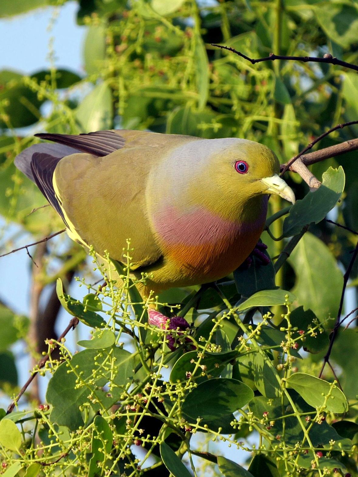 Orange-breasted Green-Pigeon Photo by Peter Edmonds