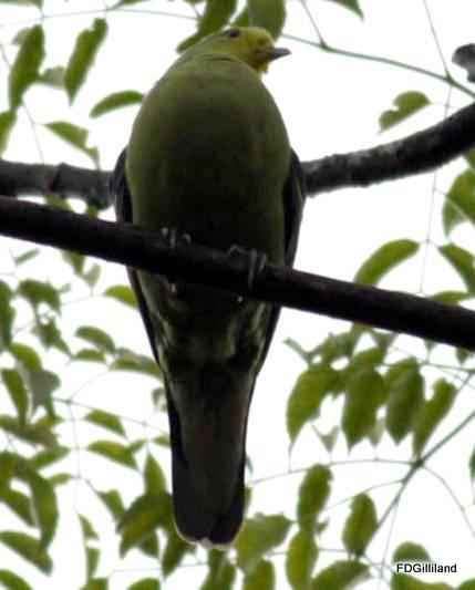 Sri Lanka Green-Pigeon Photo by Frank Gilliland