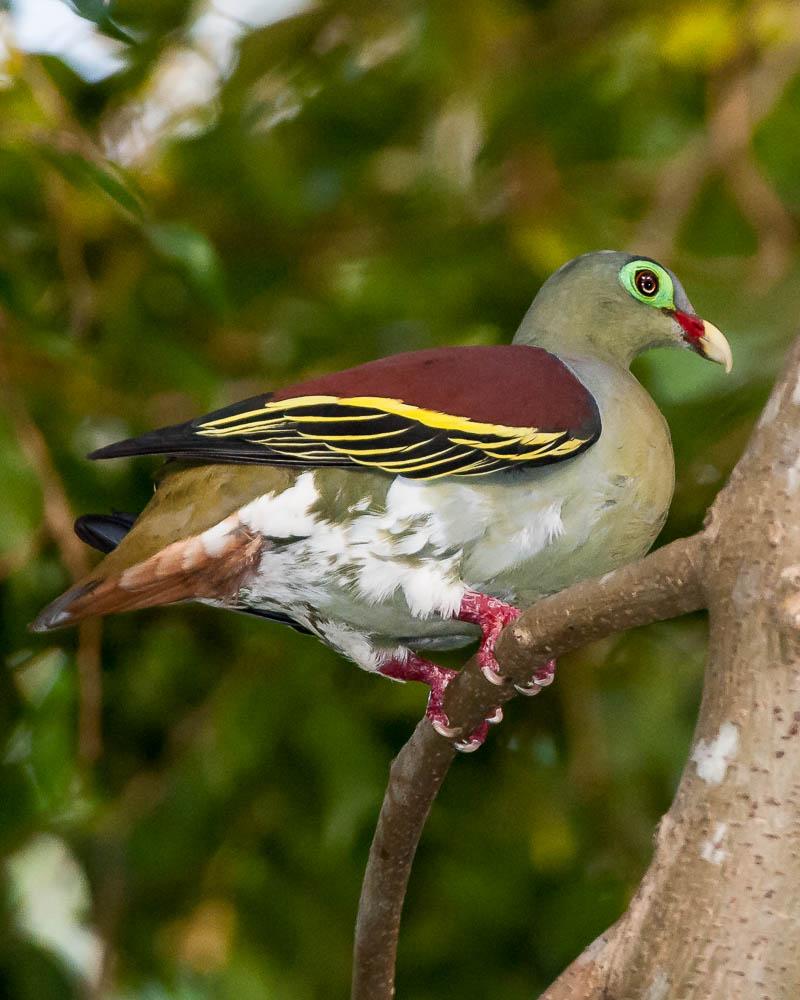 Thick-billed Green-Pigeon Photo by Tom Reynolds