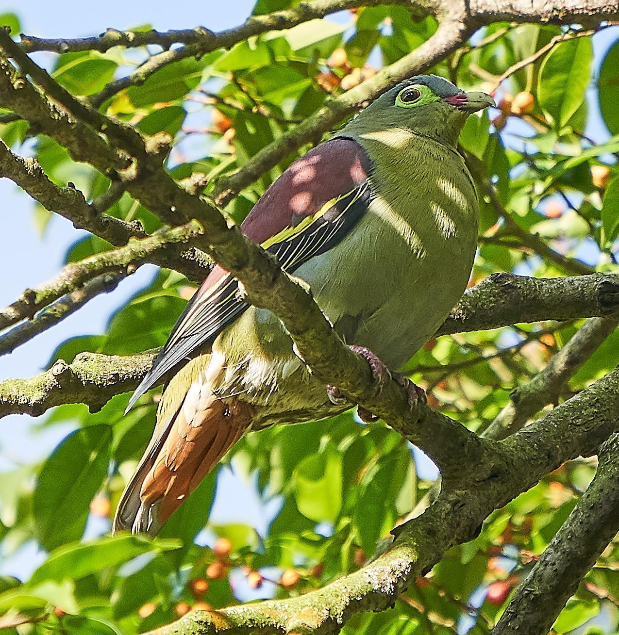 Thick-billed Green-Pigeon Photo by Steven Cheong