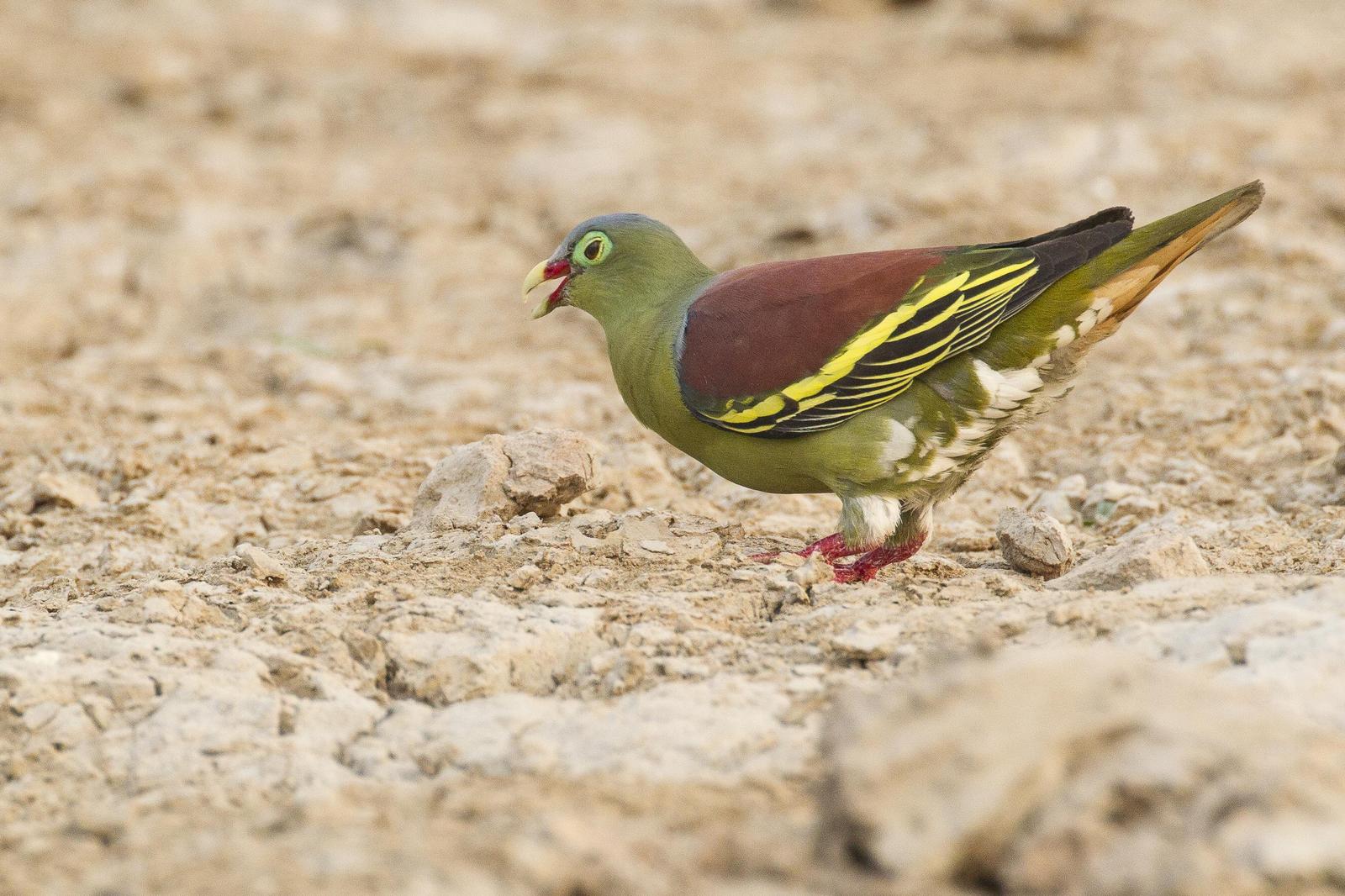 Thick-billed Green-Pigeon Photo by Jeff Schwilk