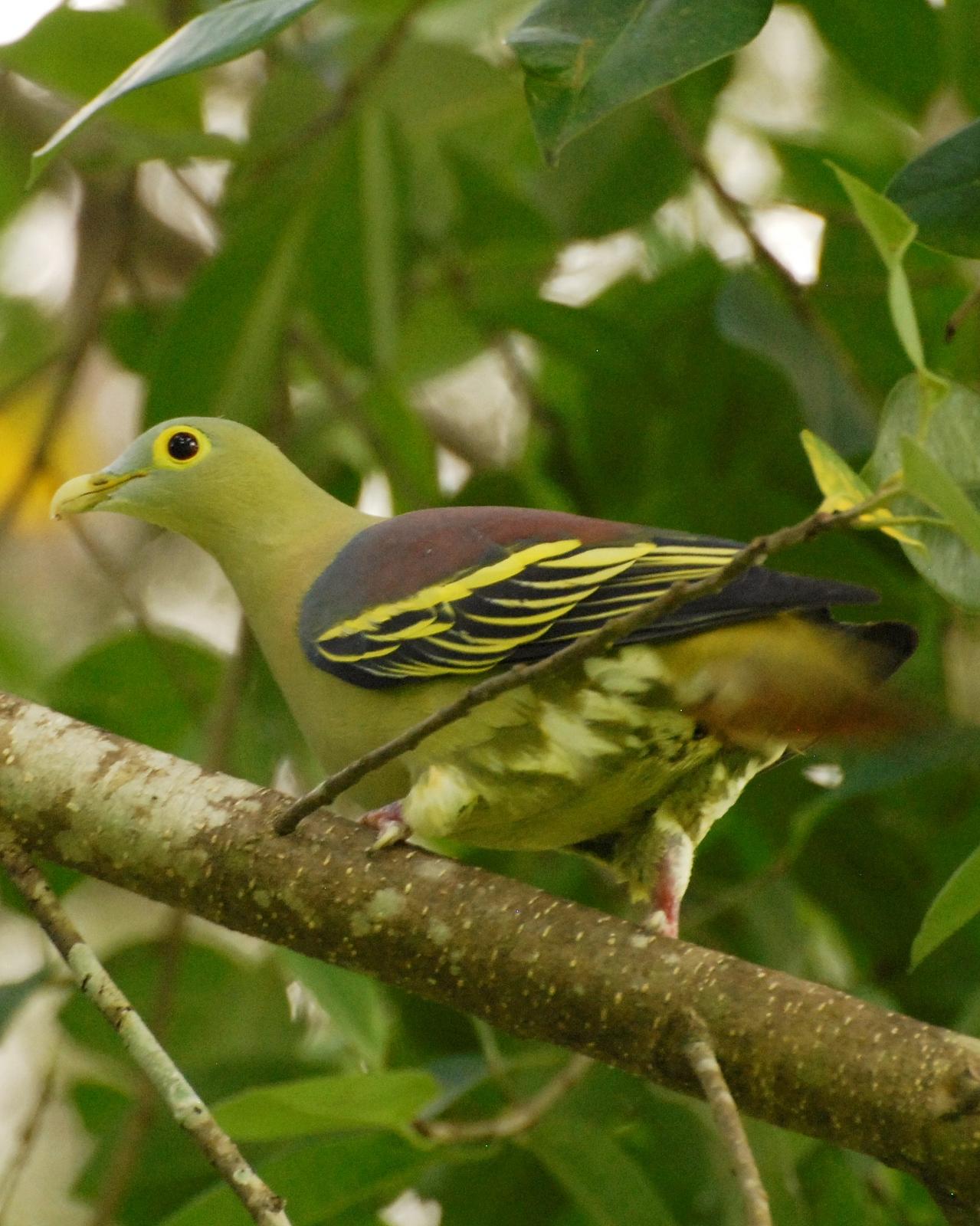 Gray-cheeked Green-Pigeon Photo by David Hollie