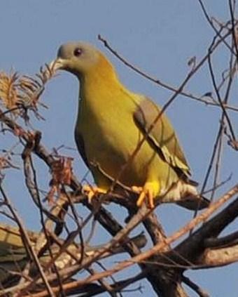 Yellow-footed Green-Pigeon Photo by Deepak Nashine