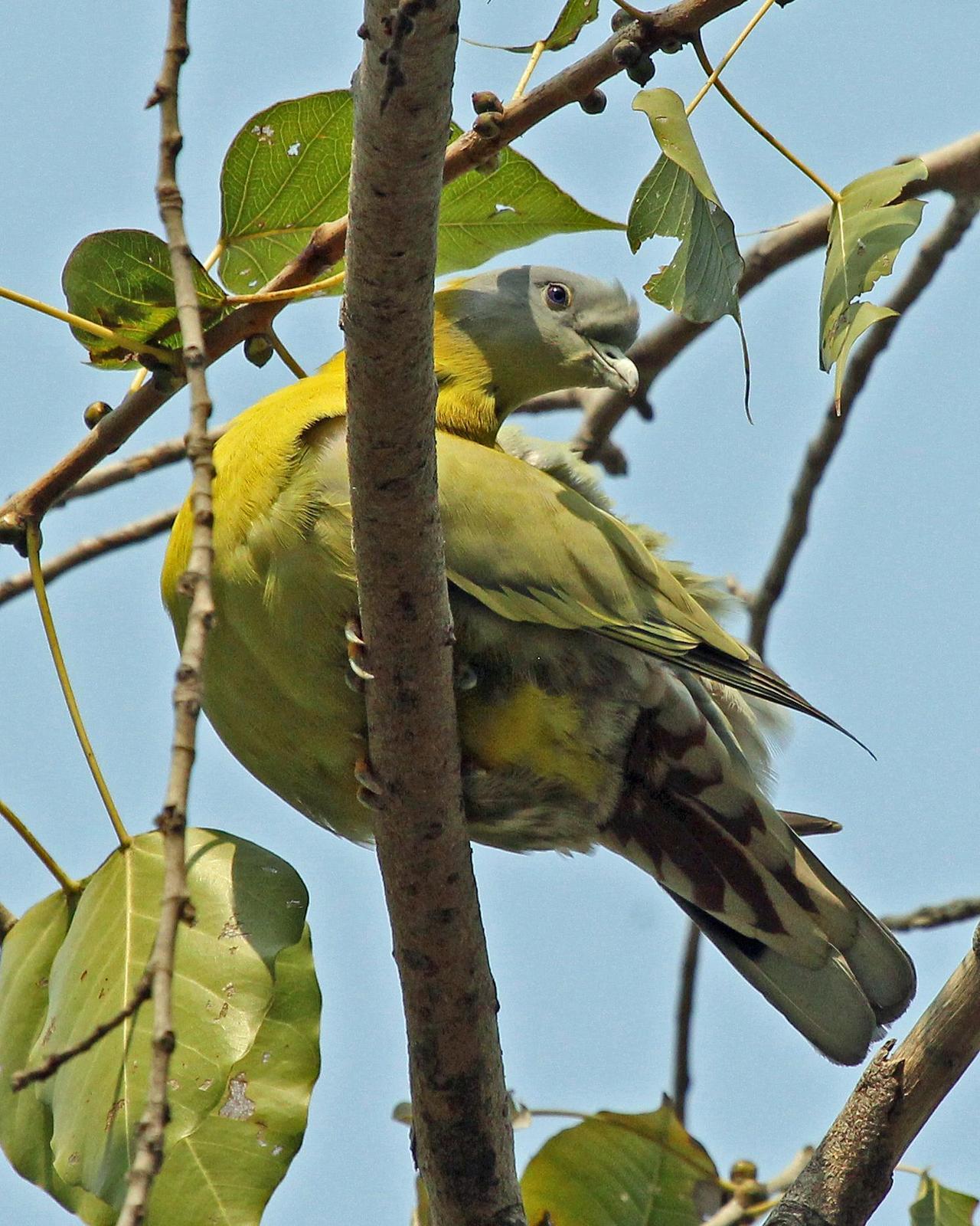 Yellow-footed Green-Pigeon Photo by Robert Polkinghorn