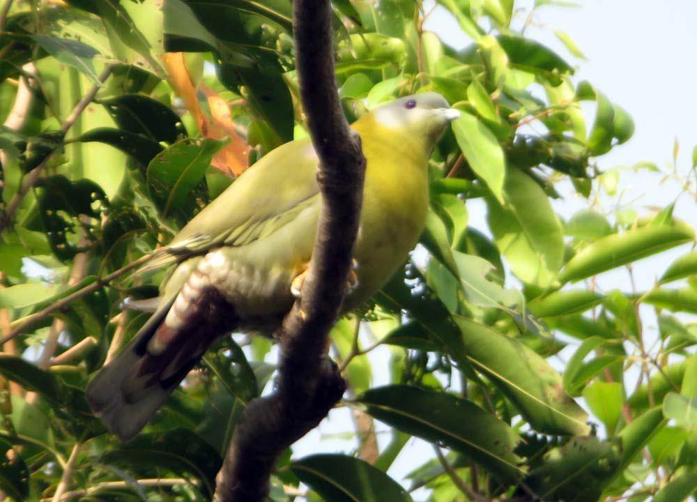 Yellow-footed Green-Pigeon Photo by Peter Boesman