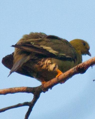 Madagascar Green-Pigeon Photo by Sue Wright