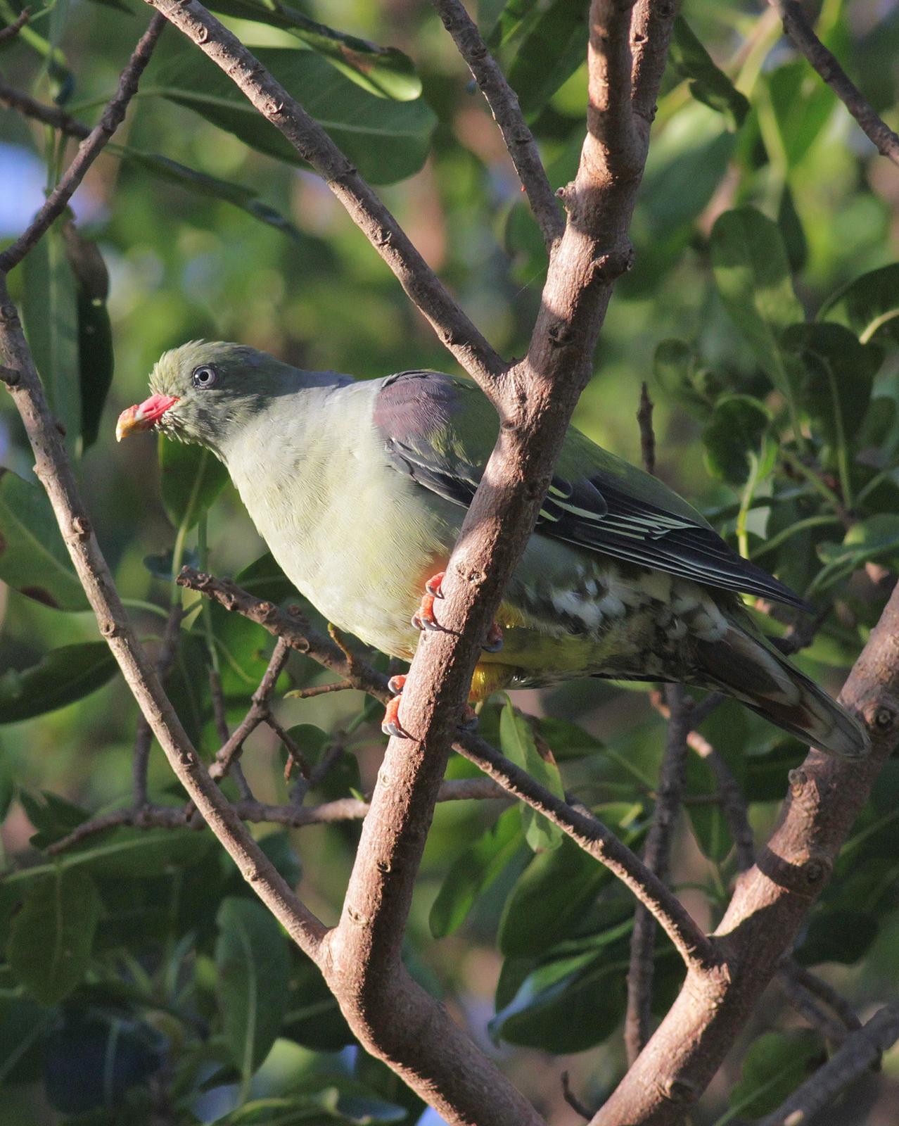 African Green-Pigeon Photo by Alex Lamoreaux