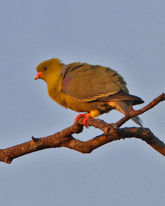 African Green-Pigeon Photo by Jack Jeffrey