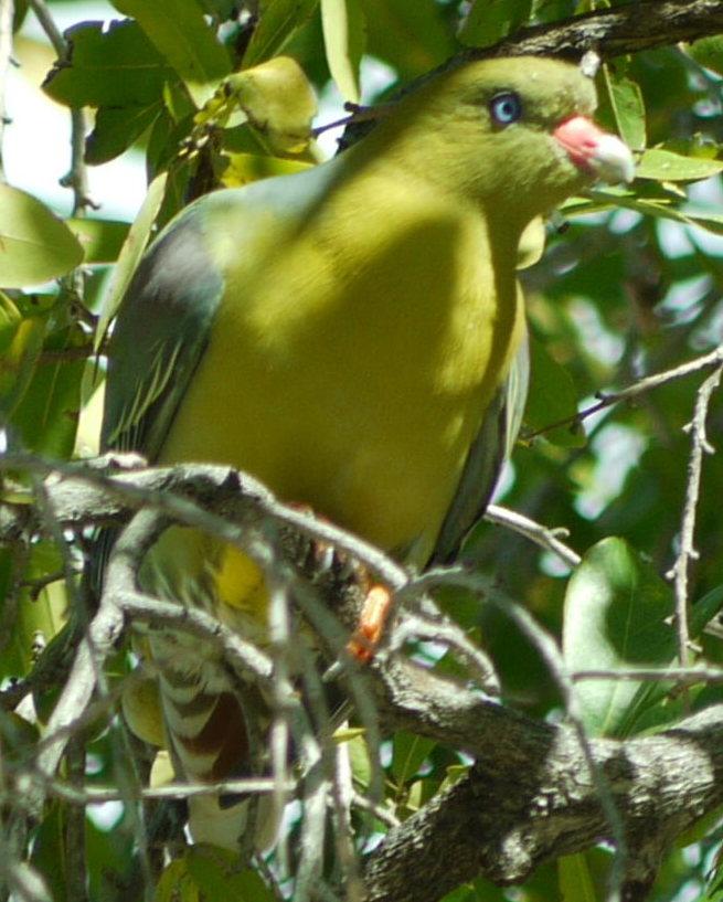 African Green-Pigeon Photo by Peter Lowe