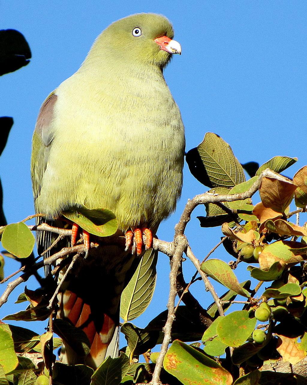 African Green-Pigeon Photo by Richard  Lowe