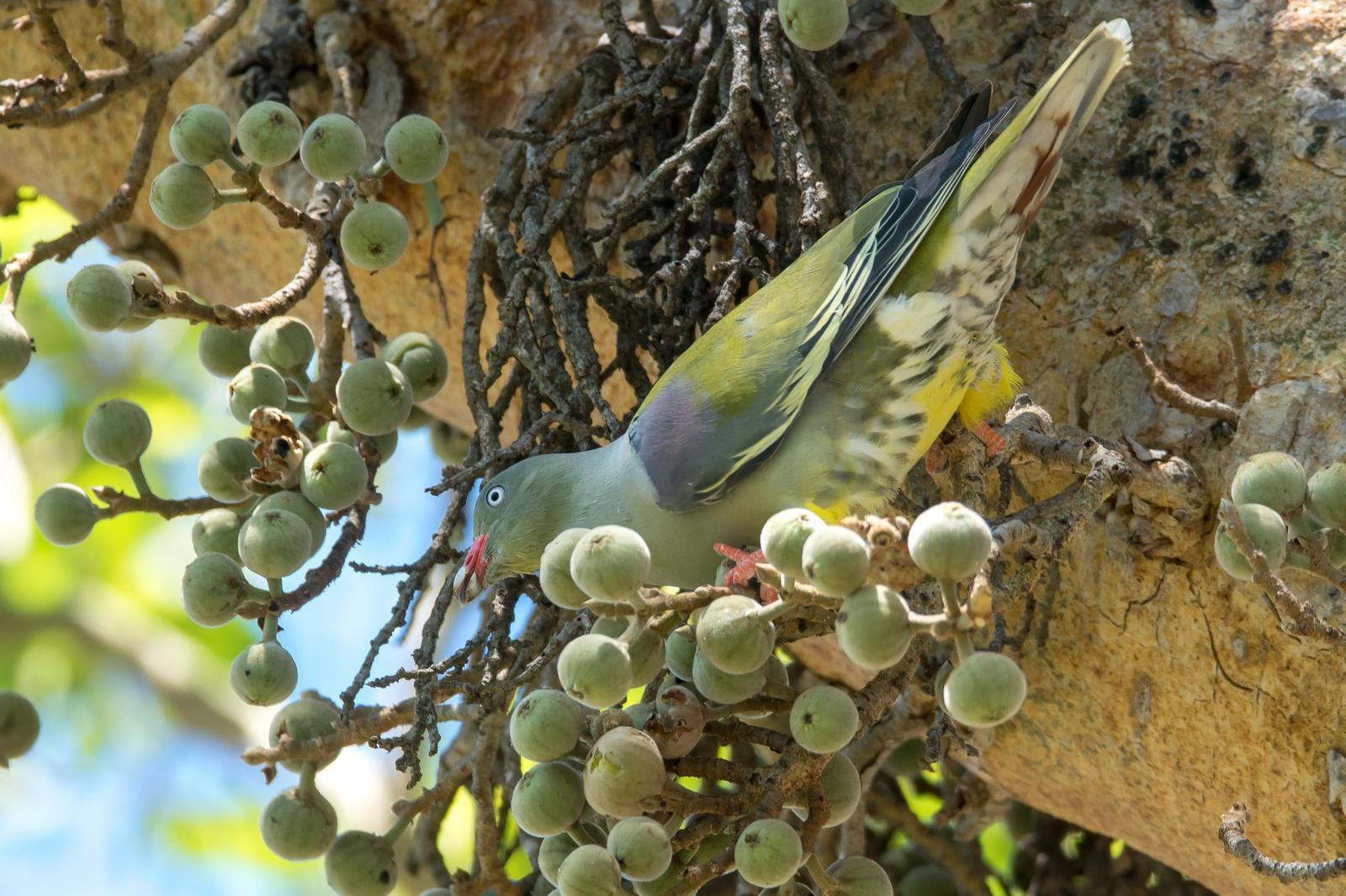 African Green-Pigeon Photo by Gerald Hoekstra