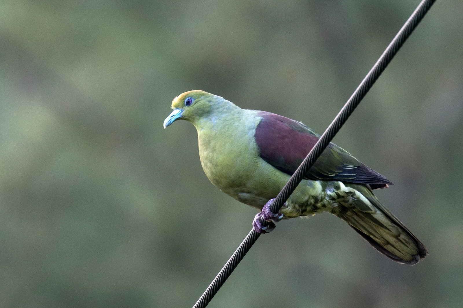 Whistling Green-Pigeon Photo by Yunlong Tseng