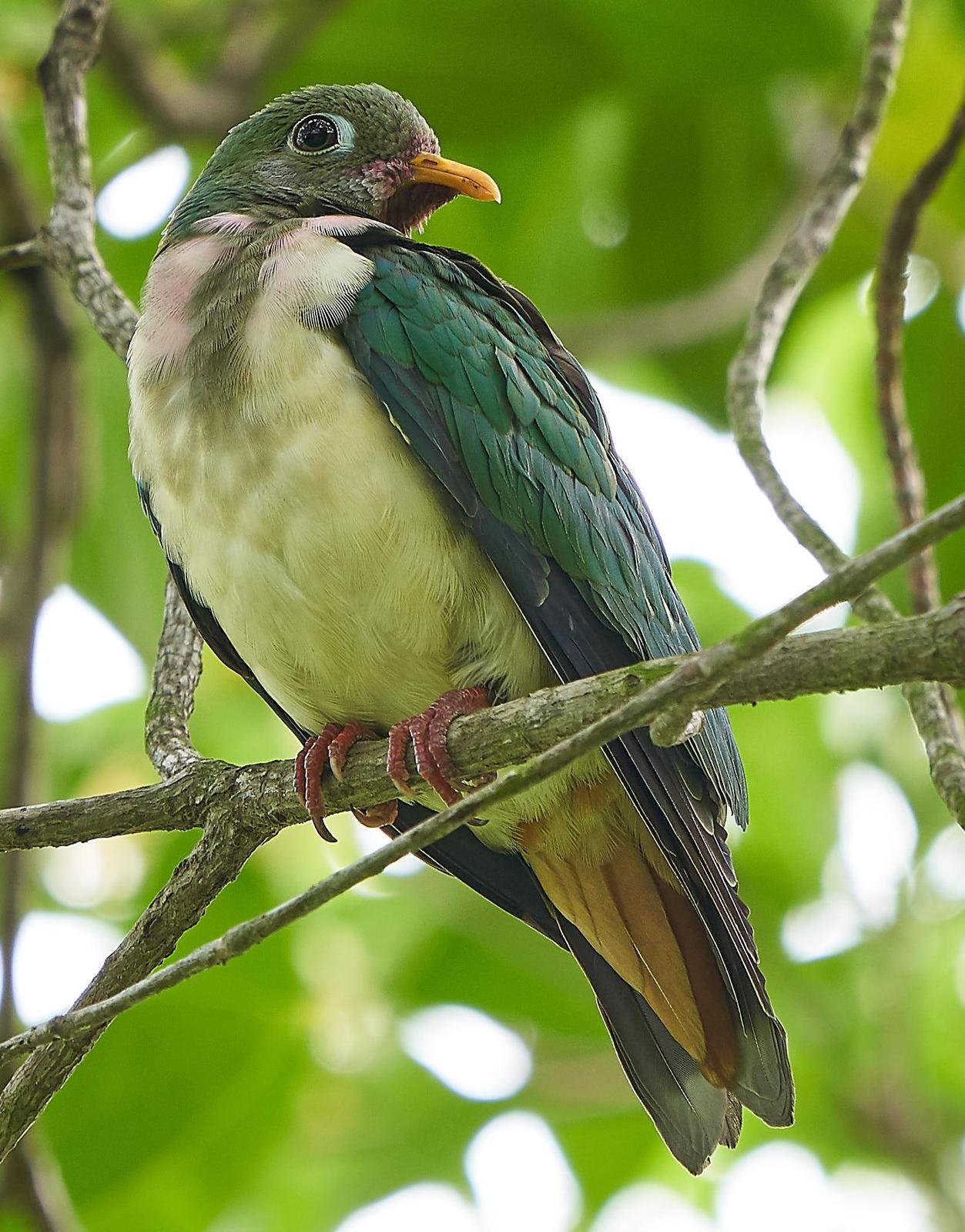 Jambu Fruit-Dove Photo by Steven Cheong