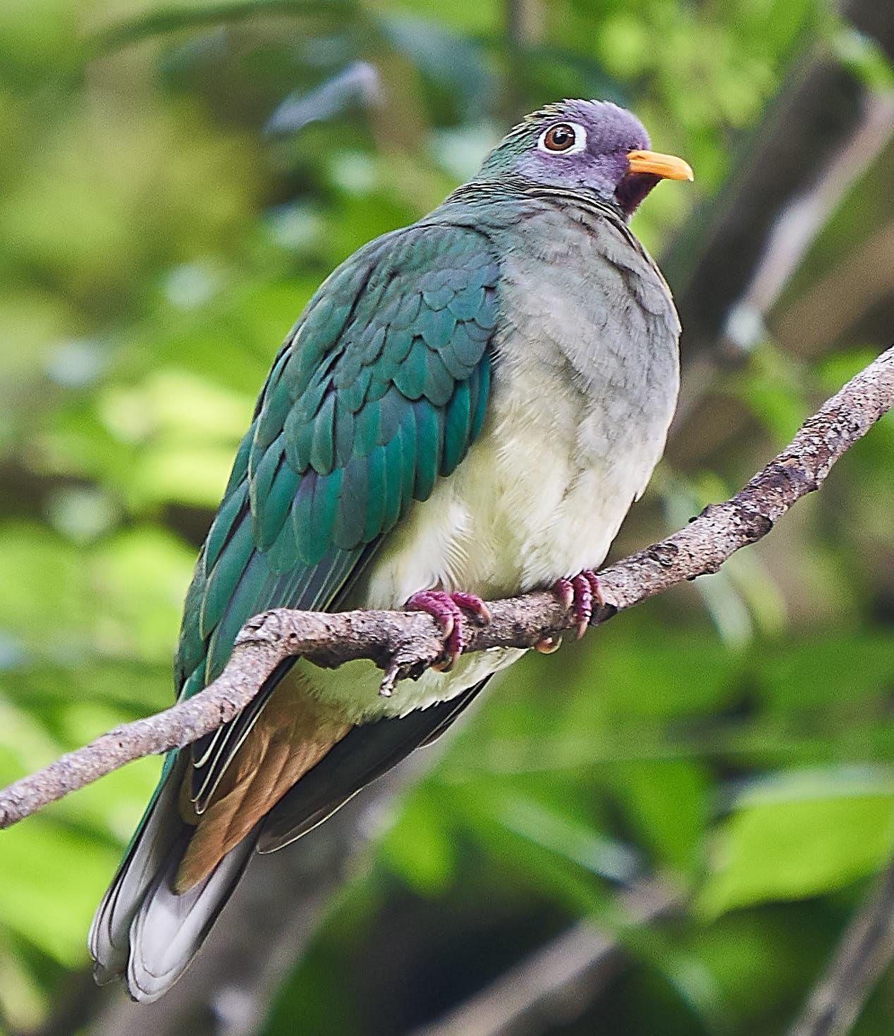 Jambu Fruit-Dove Photo by Steven Cheong