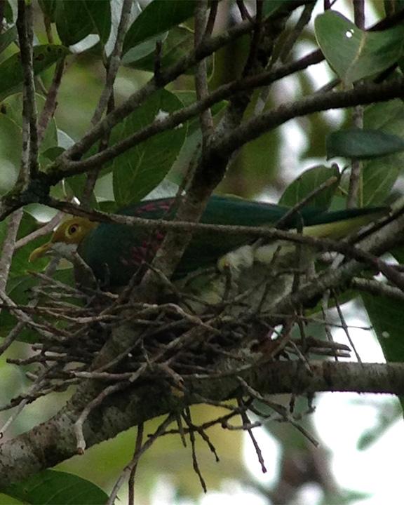 Pink-spotted Fruit-Dove Photo by Lizabeth Southworth