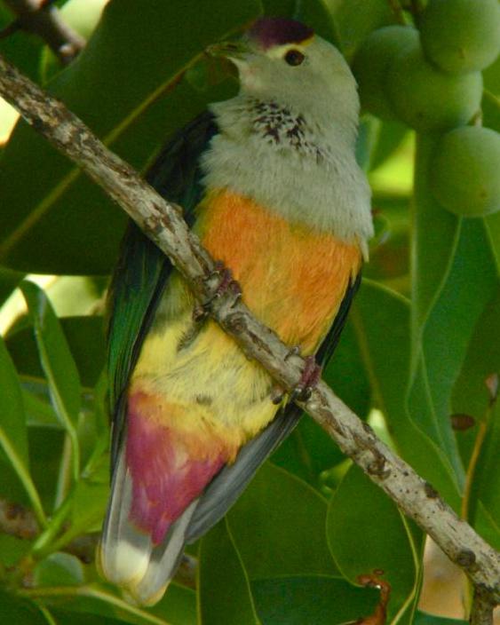 Palau Fruit-Dove Photo by Michael L. P. Retter