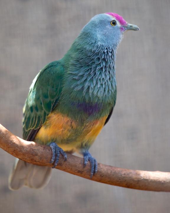 Mariana Fruit-Dove Photo by Mat Gilfedder