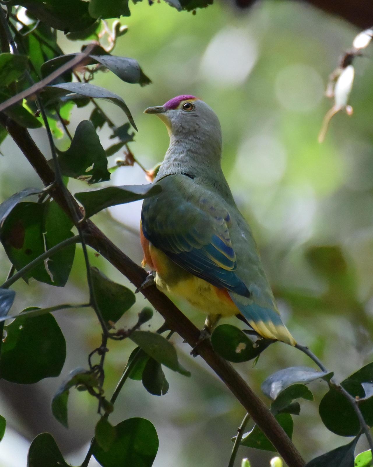 Rose-crowned Fruit-Dove Photo by Steve Percival