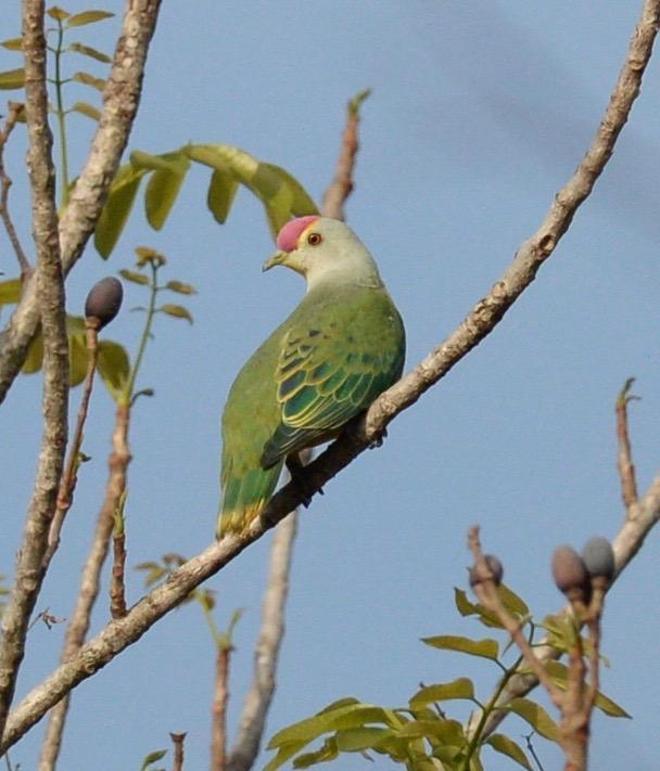 Rose-crowned Fruit-Dove Photo by marcel finlay