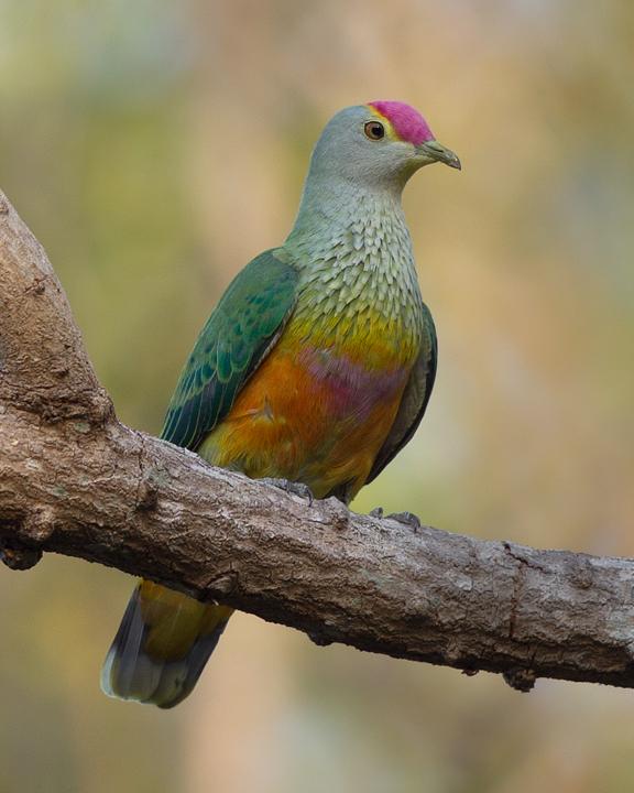 Rose-crowned Fruit-Dove Photo by Mat Gilfedder