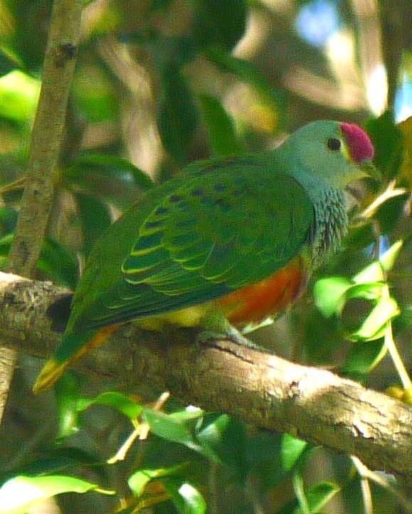 Rose-crowned Fruit-Dove Photo by Peter Lowe
