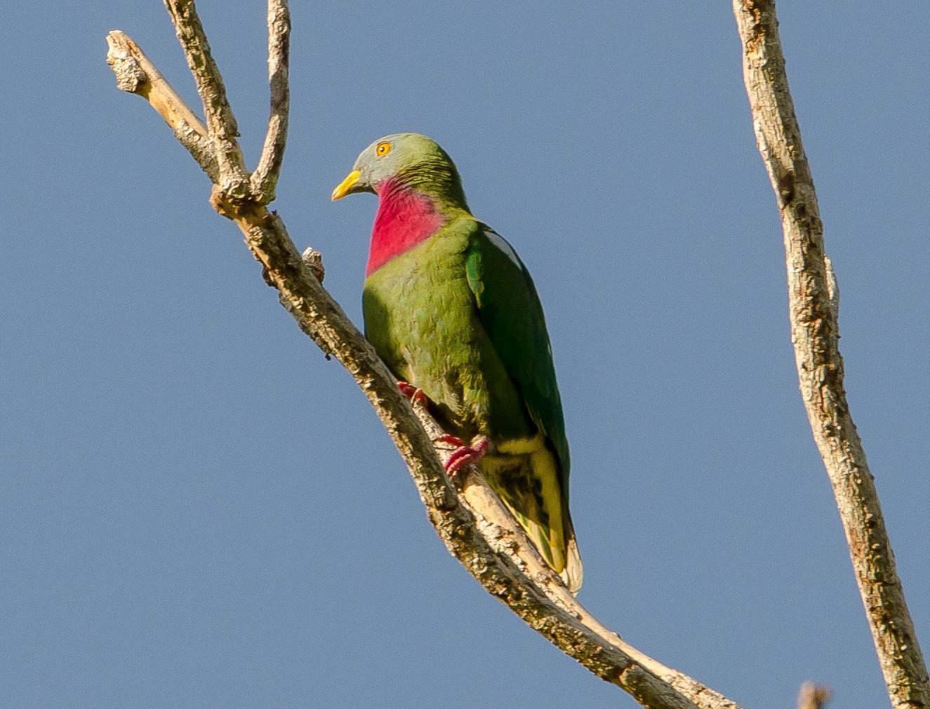Claret-breasted Fruit-Dove Photo by Brian Thistleton