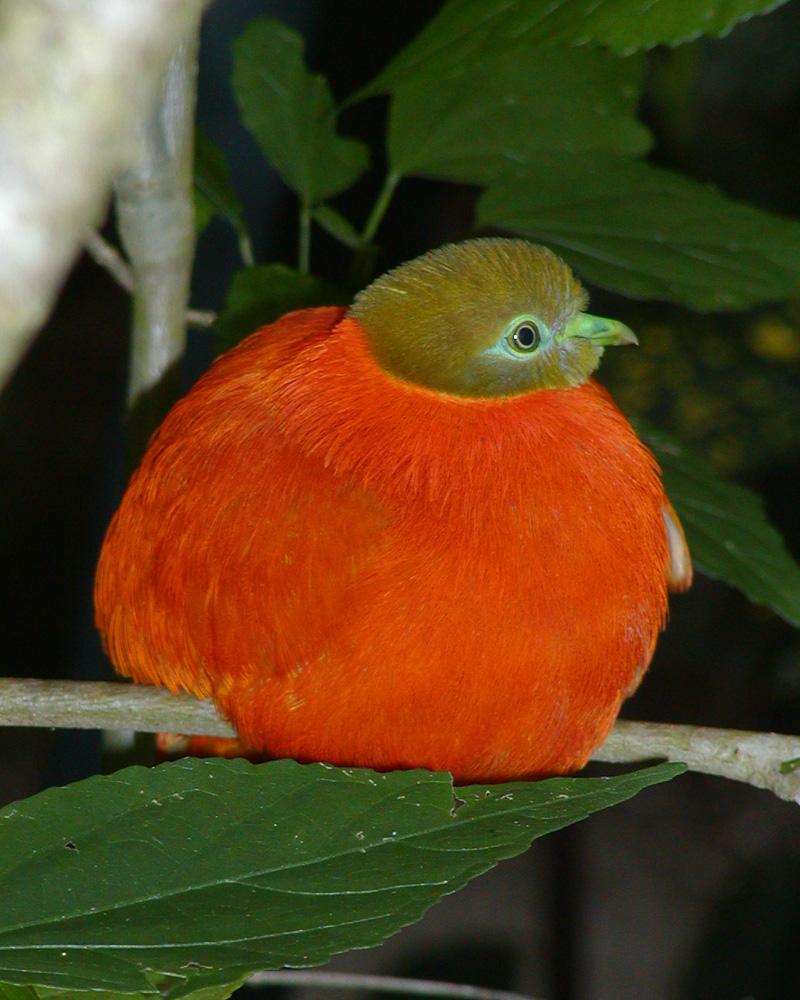 Orange Dove Photo by Chris Harrison