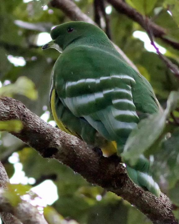 Cloven-feathered Dove Photo by Chris Wiley